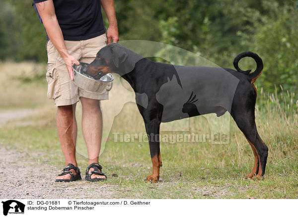 stehender Dobermann / standing Doberman Pinscher / DG-01681
