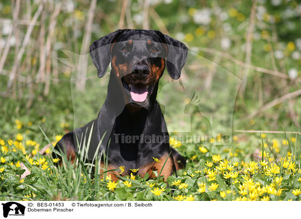 Dobermann / Doberman Pinscher / BES-01453
