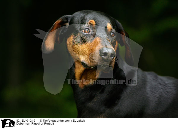 Dobermann Portrait / Doberman Pinscher Portrait / DJ-01215