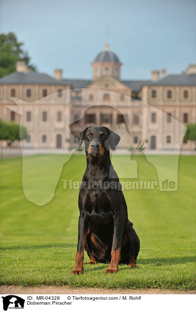 Dobermann / Doberman Pinscher / MR-04328