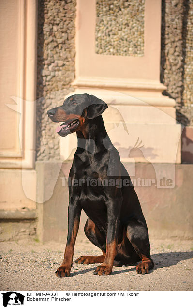 Dobermann / Doberman Pinscher / MR-04331
