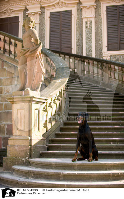 Dobermann / Doberman Pinscher / MR-04333