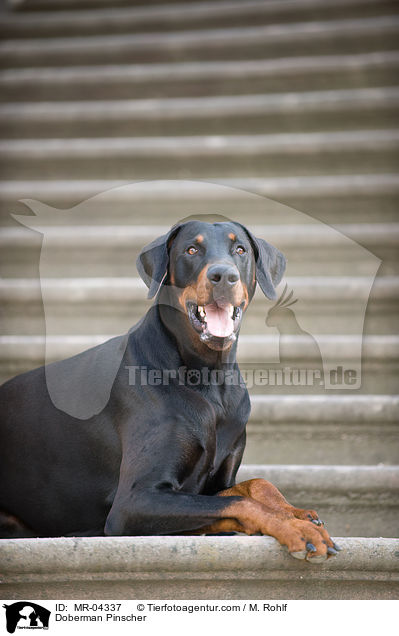 Dobermann / Doberman Pinscher / MR-04337