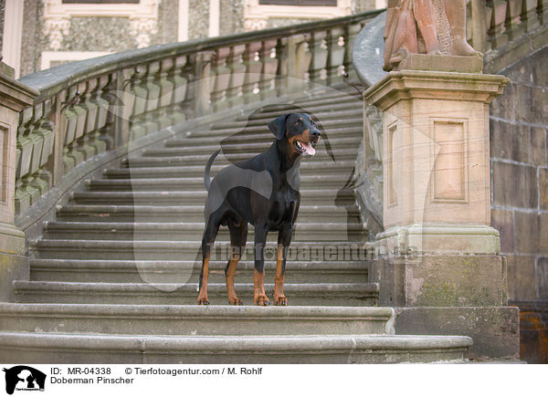 Dobermann / Doberman Pinscher / MR-04338