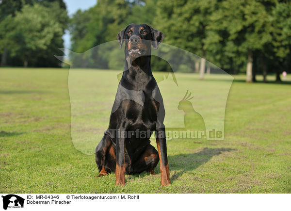 Dobermann / Doberman Pinscher / MR-04346