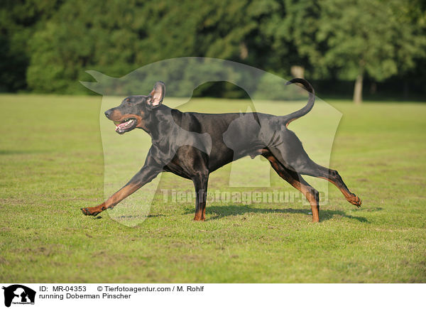 rennender Dobermann / running Doberman Pinscher / MR-04353
