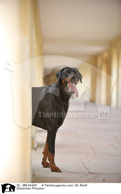 Dobermann / Doberman Pinscher / MR-04360