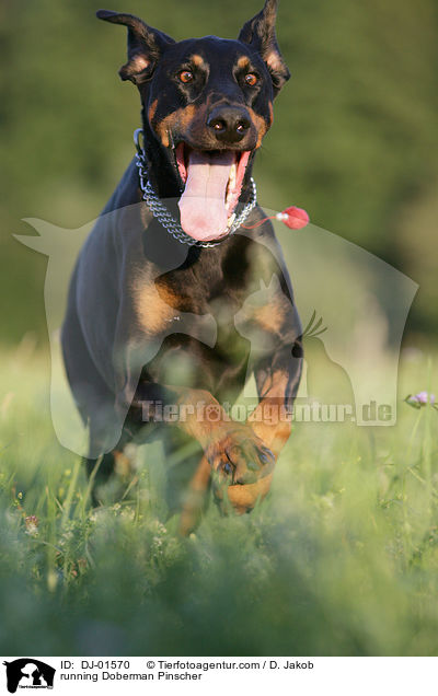 running Doberman Pinscher / DJ-01570