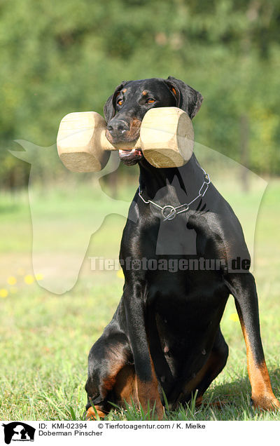 Dobermann / Doberman Pinscher / KMI-02394