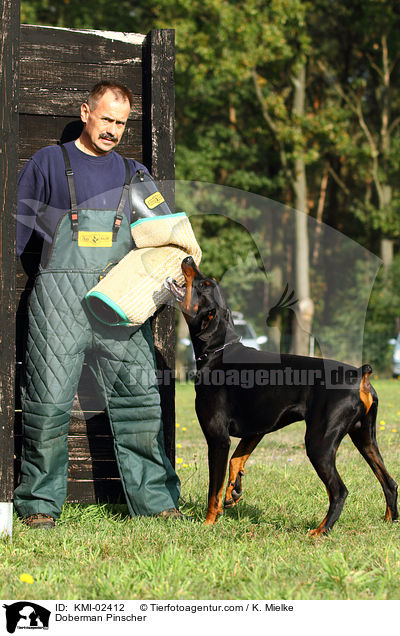 Dobermann / Doberman Pinscher / KMI-02412