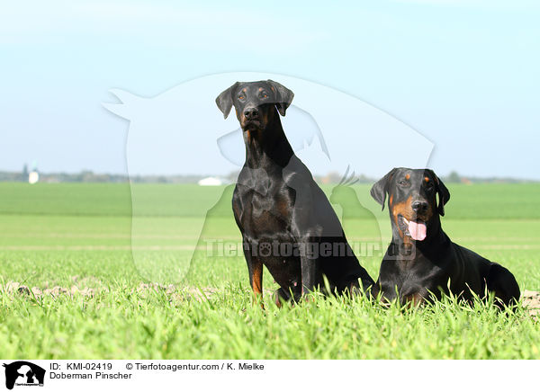 Dobermann / Doberman Pinscher / KMI-02419