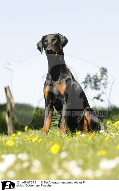sitzender Dobermann / sitting Doberman Pinscher / AP-07975