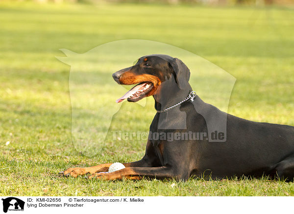 liegender Dobermann / lying Doberman Pinscher / KMI-02656