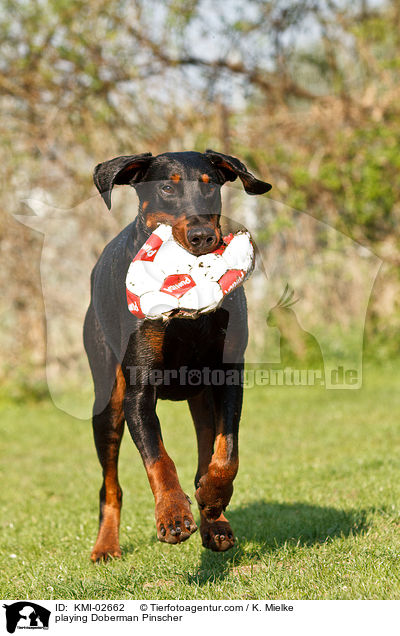 spielender Dobermann / playing Doberman Pinscher / KMI-02662