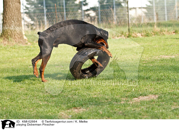 spielender Dobermann / playing Doberman Pinscher / KMI-02664