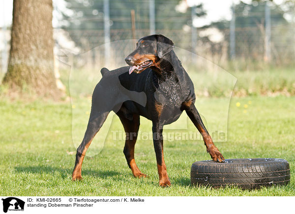 stehender Dobermann / standing Doberman Pinscher / KMI-02665