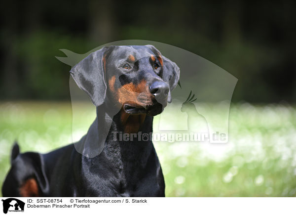 Dobermann Portrait / Doberman Pinscher Portrait / SST-08754