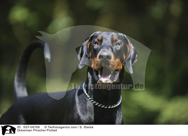 Dobermann Portrait / Doberman Pinscher Portrait / SST-08768