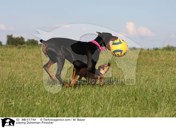 spielender Dobermann / playing Doberman Pinscher / MB-01749