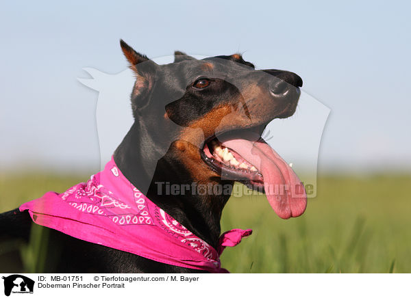 Dobermann Portrait / Doberman Pinscher Portrait / MB-01751