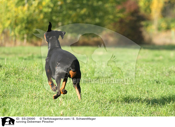rennender Dobermann / running Doberman Pinscher / SS-28990
