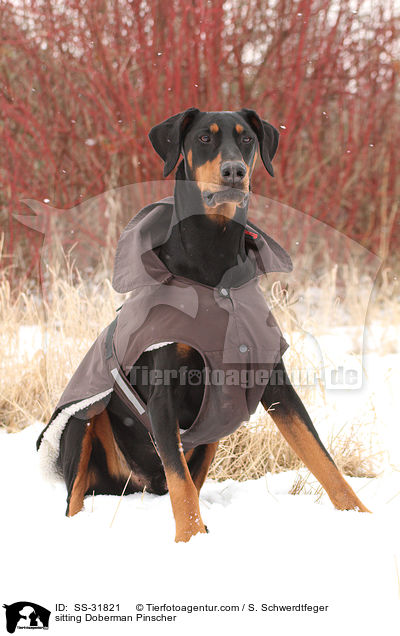 sitzender Dobermann / sitting Doberman Pinscher / SS-31821