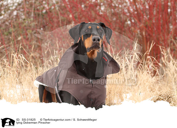 liegender Dobermann / lying Doberman Pinscher / SS-31825