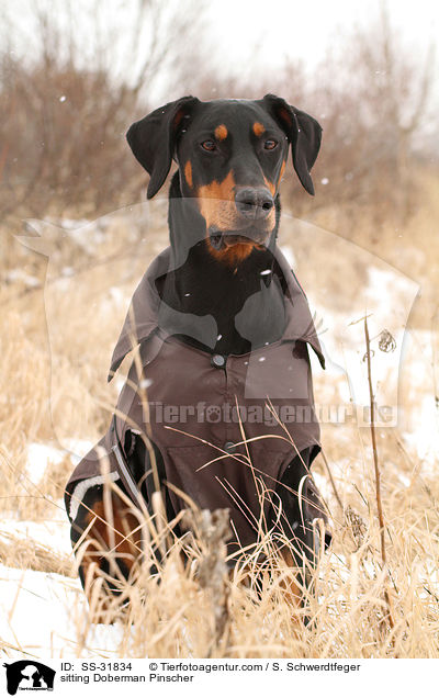 sitzender Dobermann / sitting Doberman Pinscher / SS-31834