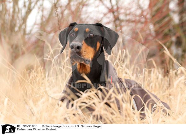 Dobermann Portrait / Doberman Pinscher Portrait / SS-31836