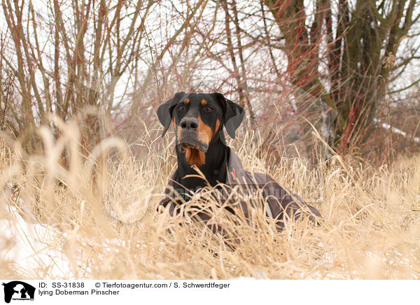 liegender Dobermann / lying Doberman Pinscher / SS-31838