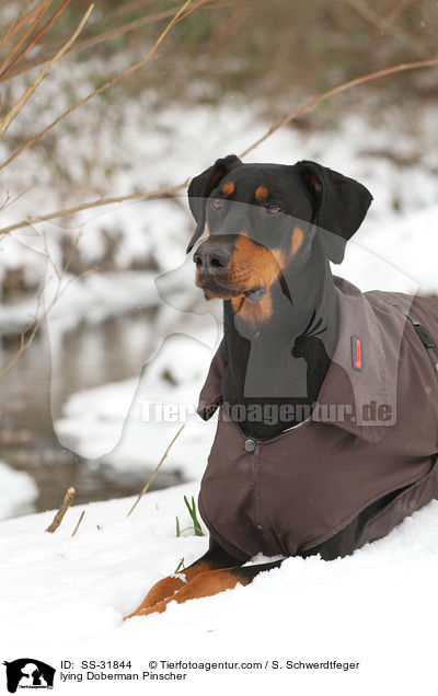 liegender Dobermann / lying Doberman Pinscher / SS-31844