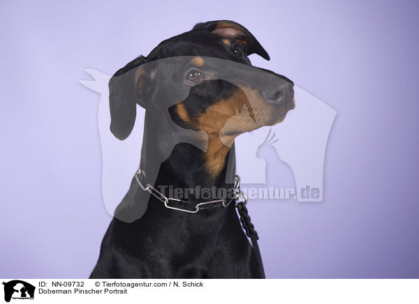 Dobermann Portrait / Doberman Pinscher Portrait / NN-09732