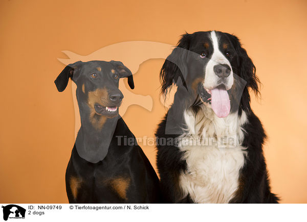 2 dogs / NN-09749