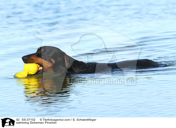 schwimmender Dobermann / swimming Doberman Pinscher / SS-37102