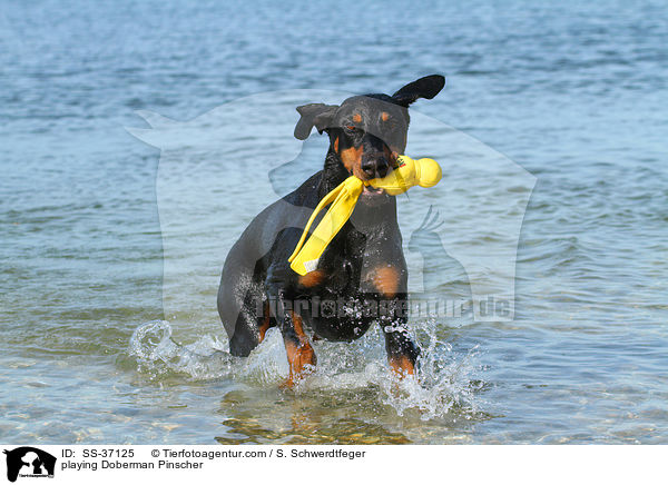 spielender Dobermann / playing Doberman Pinscher / SS-37125