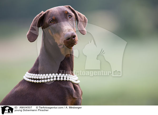 junger Dobermann / young Dobermann Pinscher / AM-04507