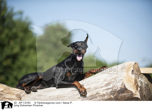 liegender Dobermann / lying Doberman Pinscher / AP-13783
