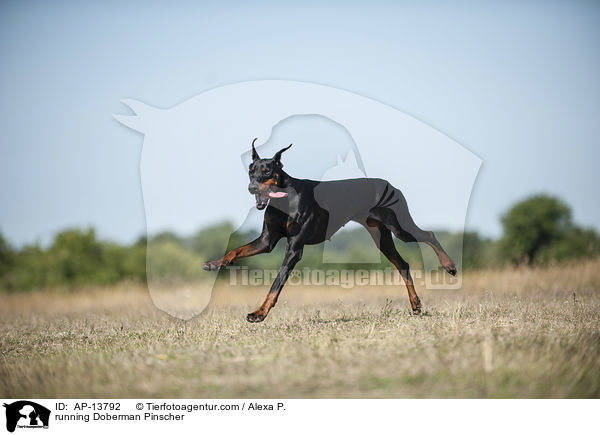 rennender Dobermann / running Doberman Pinscher / AP-13792