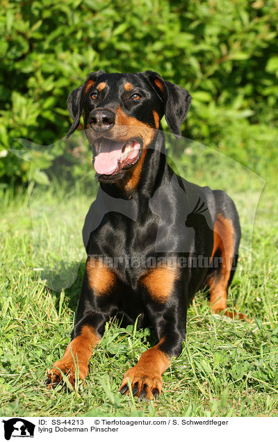liegender Dobermann / lying Doberman Pinscher / SS-44213