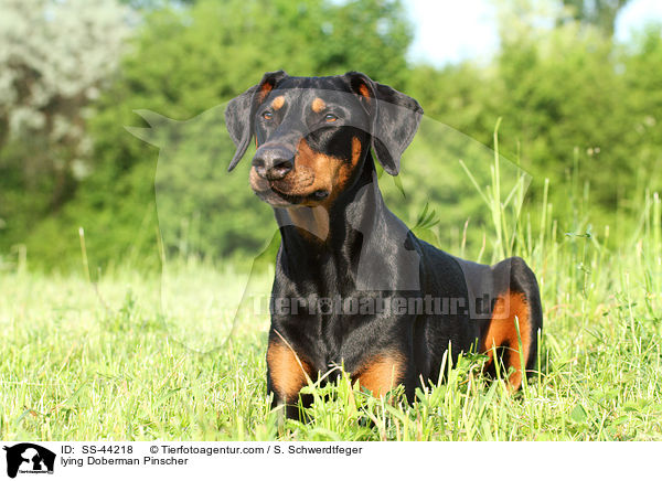 lying Doberman Pinscher / SS-44218