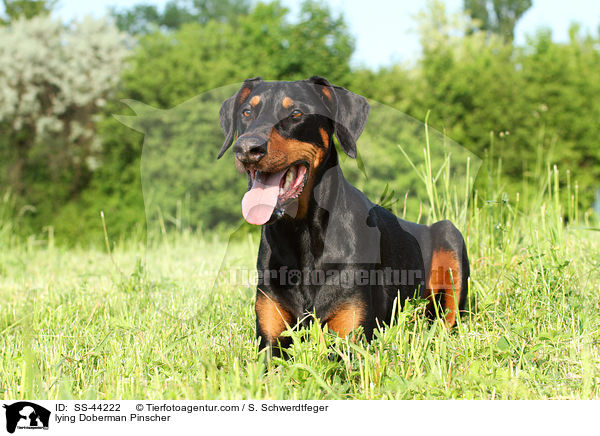 liegender Dobermann / lying Doberman Pinscher / SS-44222