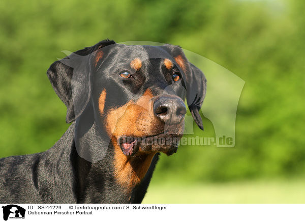 Doberman Pinscher Portrait / SS-44229