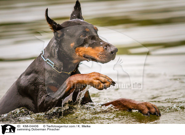 schwimmender Dobermann / swimming Doberman Pinscher / KMI-04406