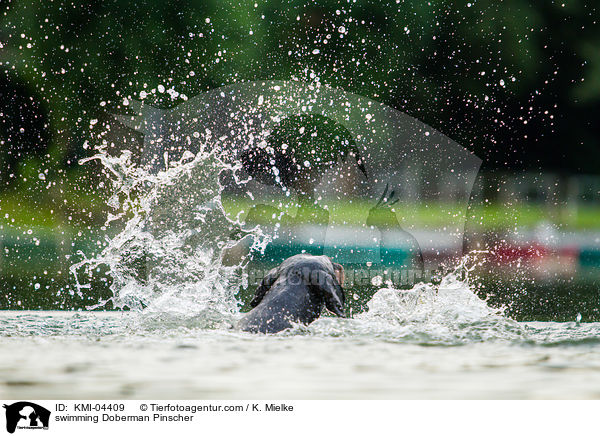 schwimmender Dobermann / swimming Doberman Pinscher / KMI-04409