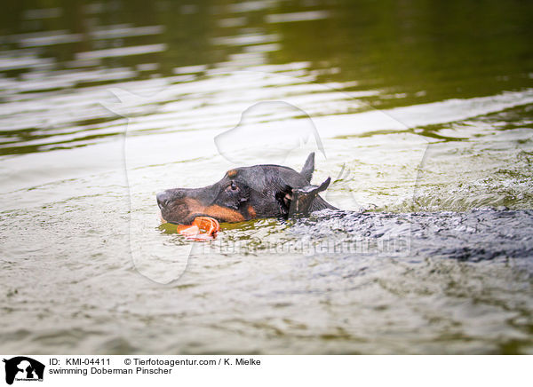 schwimmender Dobermann / swimming Doberman Pinscher / KMI-04411