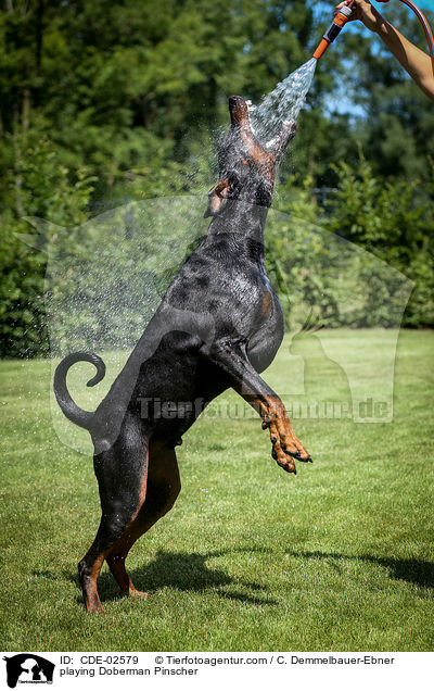 spielender Dobermann / playing Doberman Pinscher / CDE-02579