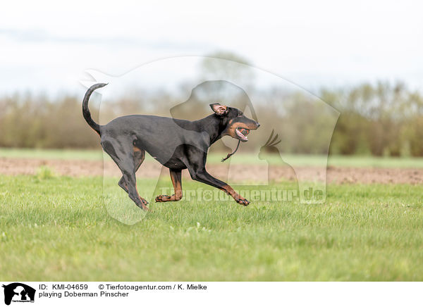 spielender Dobermann / playing Doberman Pinscher / KMI-04659