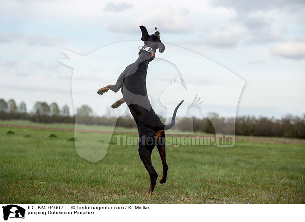 springender Dobermann / jumping Doberman Pinscher / KMI-04667