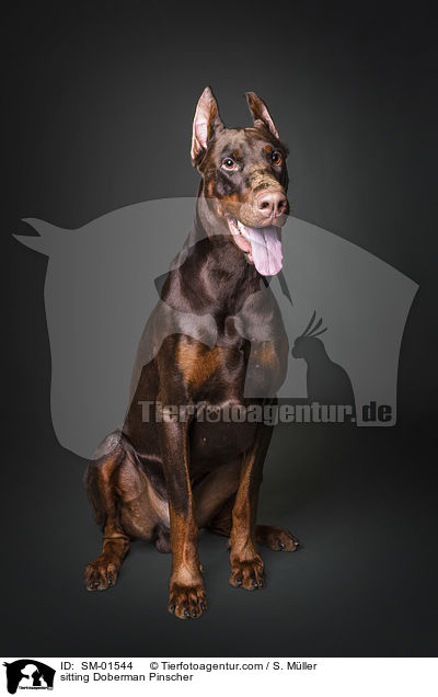 sitzender Dobermann / sitting Doberman Pinscher / SM-01544