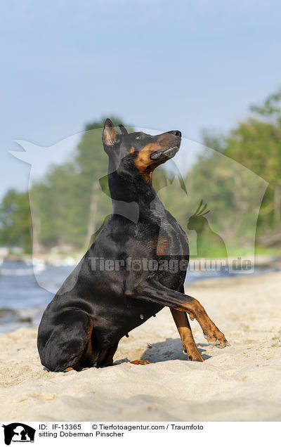 sitzender  Dobermann / sitting Doberman Pinscher / IF-13365